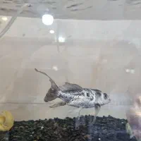 معاوضه ماهی کوی