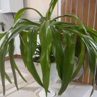 گل اشک ملکه بزرگ