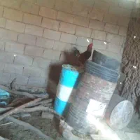 خروس لاری|حیوانات مزرعه|قاسمآباد (خواف), |دیوار