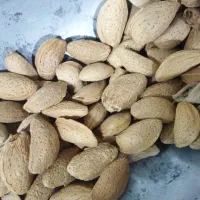 بادام|خوردنی و آشامیدنی|سامان, |دیوار