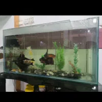 آکواریوم با کل وسایل|ماهی|اسدآباد, |دیوار