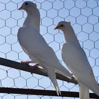 کبوتر تکپر|پرنده|کلاله, |دیوار