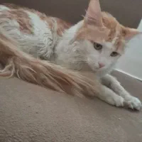 گربه میکس پرشین واگذار می شود|گربه|شاهین‌شهر, پارک بانک استان|دیوار