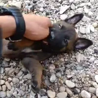 سگ نرشیواوا نردمادمالینیوز|سگ|دزفول, |دیوار