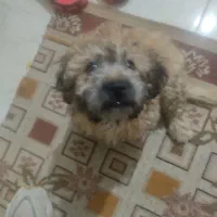 پودل دوماه فقط شش تومان فوری|سگ|اندیشه, اندیشه فاز ۵|دیوار