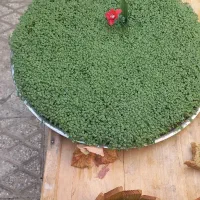 سبزه|گل و گیاه طبیعی|بروجرد, |دیوار