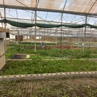 اجاره-گلخانه-در-منطقه-البرز-و-ابیک