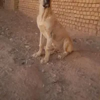 توله اصل خراسانی