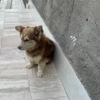 سگ هاسکی و شیتزو