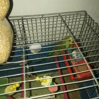 دو عدد مرغ عشق نر و ماده با دو تخم|پرنده|شهریار, دهشاد پائین|دیوار