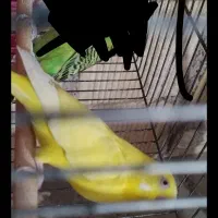 مرغ عشق فرار کرده
