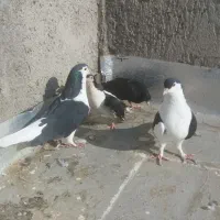 کبوتر قیمت مناسب