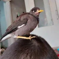 جوجه مینا