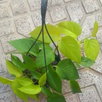 گل وگیاه طبیعی