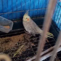 عروس هلندی|پرنده|مرودشت, مجد آباد|دیوار