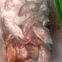 شانگ میخوام ماله هور به صورت عمده