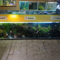 آکواریوم پیکاسو