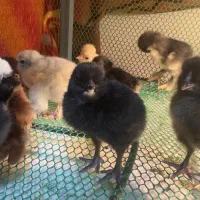 جوجه برهما لهستانی ایام سمانی ویاندوت مرغ وخروس|حیوانات مزرعه|رشت, توشیبا|دیوار