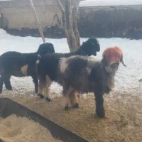 میش قوچ بره ماده ترکی