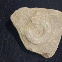 فسیل حلزون خیلی قدیمی