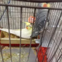 عروس هلندی|پرنده|ایرانشهر, |دیوار