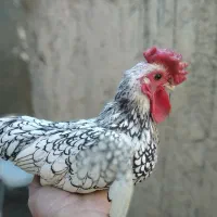 خروس سیبرات فقط همین ۳ طبق عکس