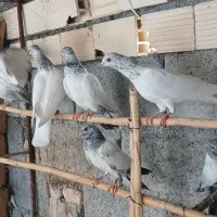 کفتر پرشی|پرنده|میناب, |دیوار