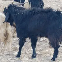 فروش پازن گله|حیوانات مزرعه|چیتاب, |دیوار