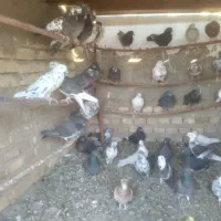 کبوتر|پرنده|جوادآباد, |دیوار