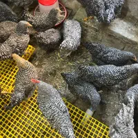 فروش مرغ تخم گذار پلیموت