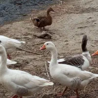 اردک پروازی ۲۳ عدد ۵،۵۰۰