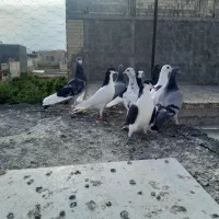 دورگ.رنگی پلاکی کفتر