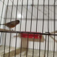 قناری ماده آماده