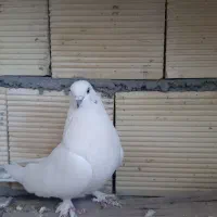 کبوتر ماده|پرنده|بروجن, |دیوار