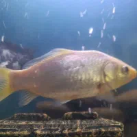 معاوضه کوی با گلدفیش|ماهی|مشهد, ابوذر|دیوار