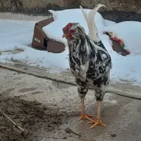 مرغ و خروس گلین