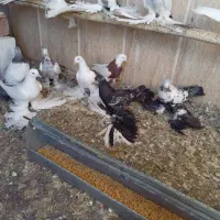 کبوتر توحلی|پرنده|آذرشهر, |دیوار