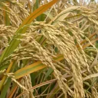 چلتوک درجه 1