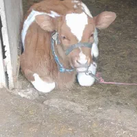 گاو گوساله سیمینتال