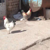 خروس