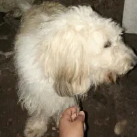 واگذاری سگ پشمالو|سگ|رشت, حومه رشت|دیوار