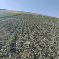 زمین کشاورزی|فروش دفتر صنعتی، کشاورزی، تجاری|الشتر, |دیوار