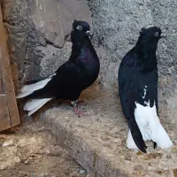زیل دم سفید