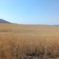 کومباین  جاندیر. برا کار میخوام فقط کاه کوب