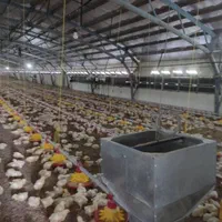 فروش ۶۰۰۰ متری در گلسار(۳۰ هزار گوشتی)(شفت)|فروش دفتر صنعتی، کشاورزی، تجاری|رشت, گلسار|دیوار