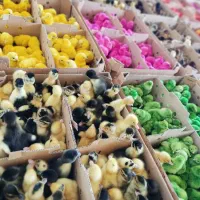 مرکز تولید و پخش انواع جوجه ۱ روزه زیر قیمت بازار