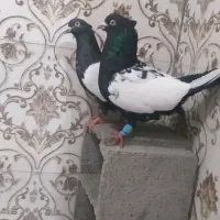 جفت نرو ماده سینه سیاه|پرنده|دزفول, |دیوار