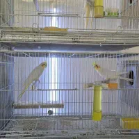 عروس هلندی مولدباآشیونه|پرنده|خمینی‌شهر, |دیوار