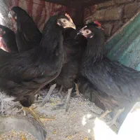 مرغ وخروس