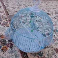 فروش دوعدد مرغ عشق با قفس